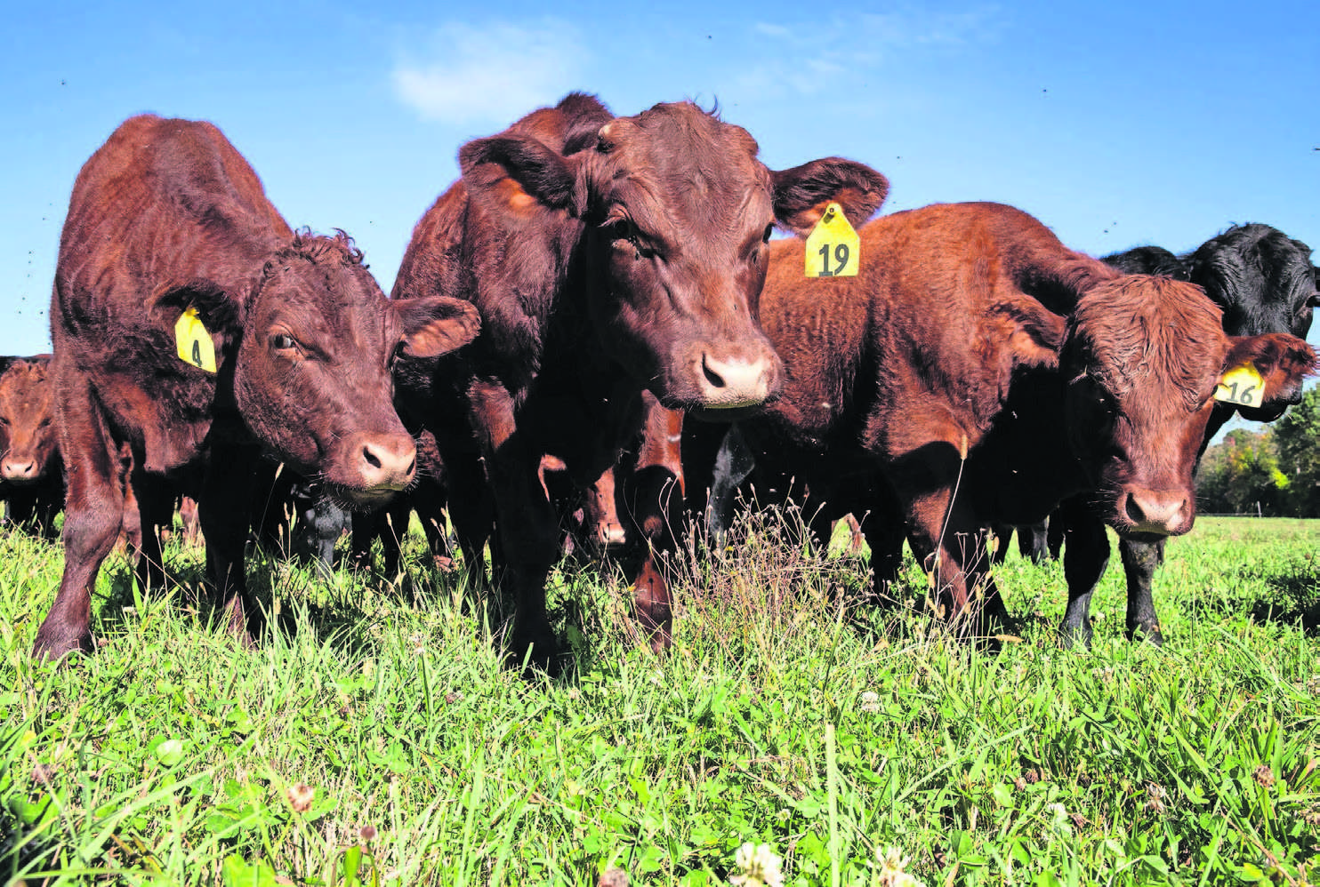 red devon cattle graze at buckley farms in leeds the fourth generation ...